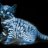 Glowing Kitten ☸